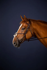 Dy'on New English Collection Figure 8 Noseband Bridle
